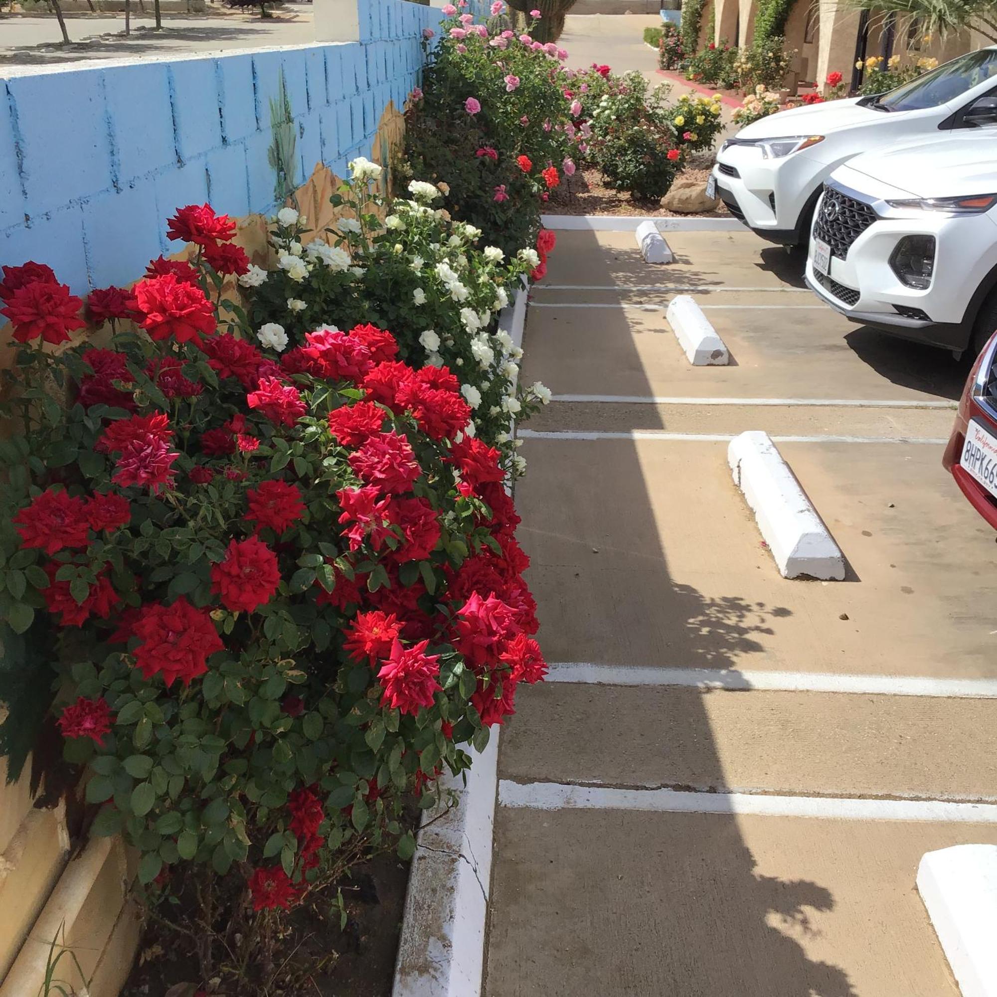 Americas Best Value Inn And Suites -Yucca Valley Esterno foto