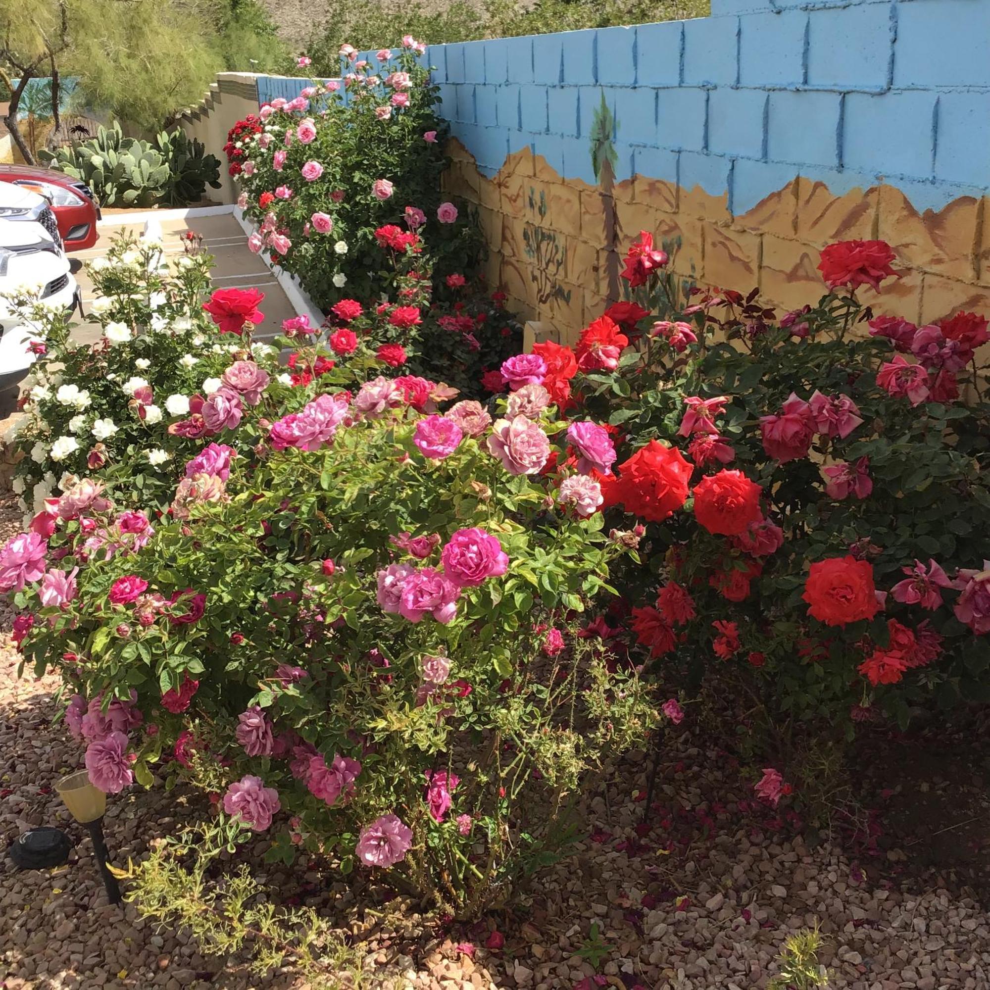 Americas Best Value Inn And Suites -Yucca Valley Esterno foto