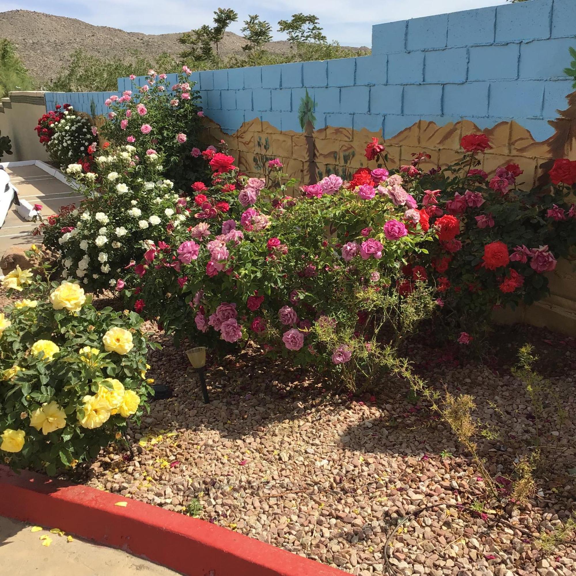 Americas Best Value Inn And Suites -Yucca Valley Esterno foto